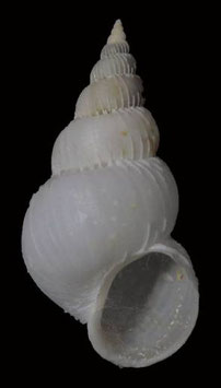 Epitonium lineolatum 34.6mm F+++