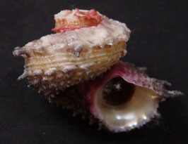 Angaria aculeata   39.7mm F++