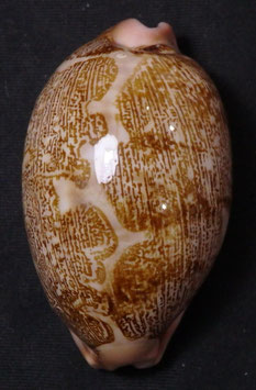Cypraea mappa 57.1mm F+++