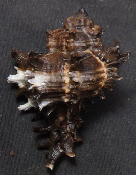 Hexaplex cichoreum  61.1mm F+++