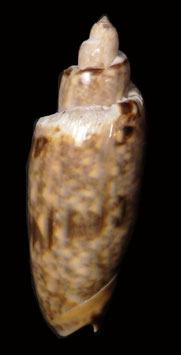 Oliva   miniacea  65.1mm F+++ amazing freak shells