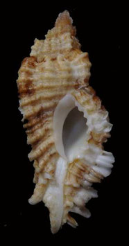 Naquetia  cumingii  52.6mm F+++