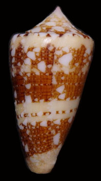 Conus ammiralis 53.8mm F+++