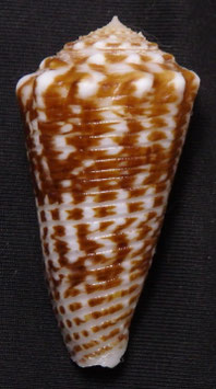 Conus sulcocastaneus  47.3mm F+++