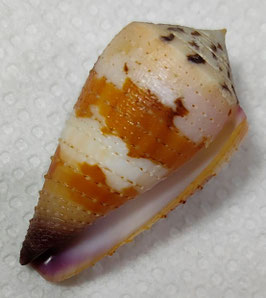 Conus circumactus  55.6mm F++