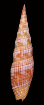 Vexillum costatum  48.6mm F+++