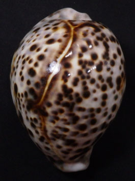 Cypraea tigris  88mm F+++