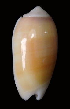 Oliva carneola  26.2mm F+++