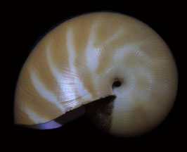 Nautilus pompilius  28.5mm F++