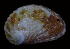 Haliotis planata  38.2mm F+++