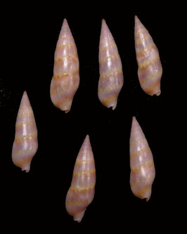 Aesopus cumingii 13mm.7 - 15.9mm F+++