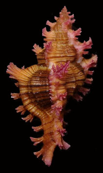 Chicoreus saulii  67.4mm F+++