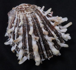 Spondylus squamosus  62.4mm F+++