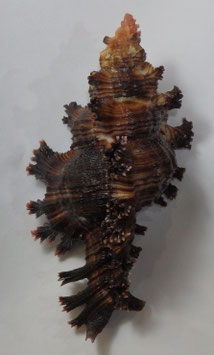 Chicoreus palmarosae  112.5mm F+++