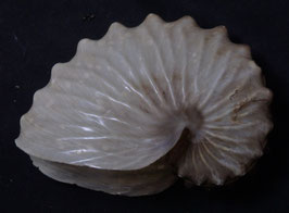 Argonauta hians  73.2mm F+++