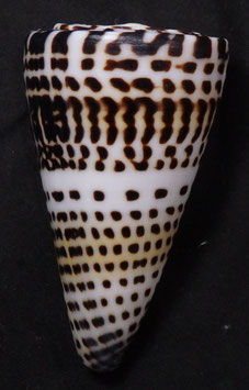 Conus litteratus  77.5mm F+++