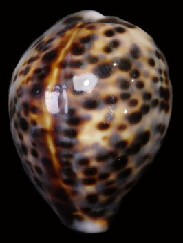Cypraea tigris  50.4mm F+++