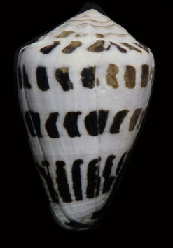 Conus ebraeus  43.2mm F+++