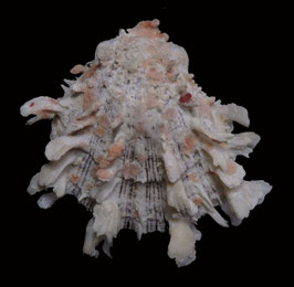 Spondylus squamosus  46.1mm F++