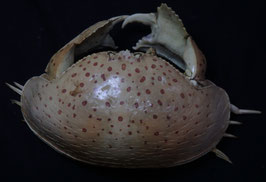 Calappa calappa  131mm box crabs