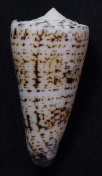 Conus thalassiarchus  61.1mm F+++