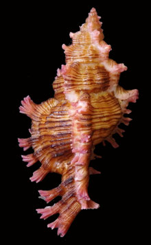 Chicoreus saulii  76mm F+++