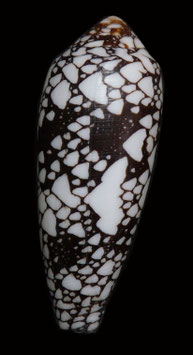 Conus episcopatus  85.5mm F+++