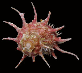 Angaria vicdani 38.7mm F++