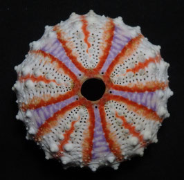 Coelopleurus maculatus 39.2mm F+++,