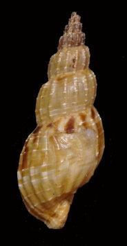 Tritonoturris cumingii  40.8mm F++/F+++