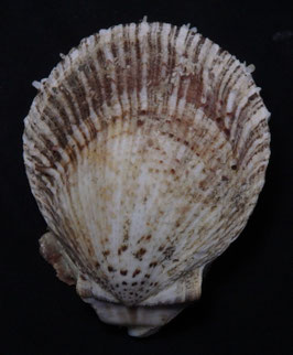Spondylus barbatus  85mm F++