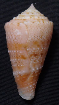 Conasprella otohimeae f. rogmartini 36.9mm F++