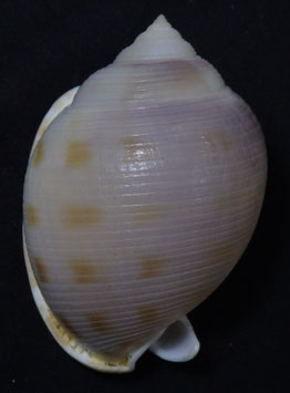 Semicassis bisulcata diuturna  58.8mm F+++