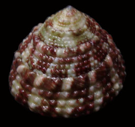 Trochus stellatus  36mm F+++