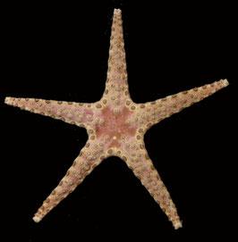 starfish species  size  105.4mm  sun dried