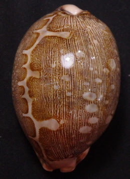 Cypraea  mappa 73.1mm F+++