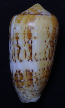 Conus magdalenae  64.8mm F++/F+++
