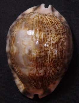 Cypraea arabica 60.5mm F+++