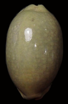 Cypraea eglantina  54.4mm F+++