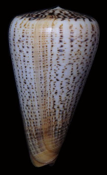 Conus suratensis  122.4mm F+++