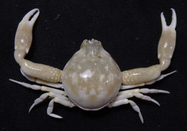 Leucosia anatum  18.9mm F+++ preserved sea crabs taxidermy