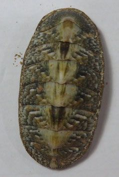 Rhyssoplax densilirata  51mm dried