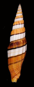 Vexillum citrinum filiareginae  69.6mm F+++
