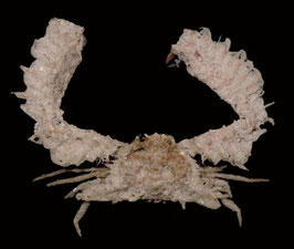 Parthenope  hoplonotus  33.8mm sea crabs taxidermy