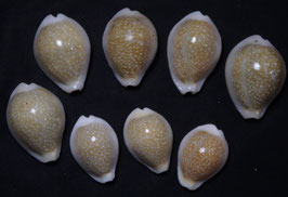 Naria miliaris  bonfantinii  27mm - 35mm F+++ set of 8 pcs shells