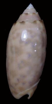 Oliva amethystina   nebulosa 47.5mm F+++