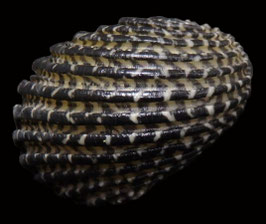 Nerita exuvia  31.9mm F+++