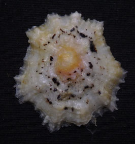 Scutellastra flexuosa  27.5mm F+++