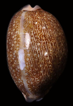 Cypraea eglantina  57.5mm F+++