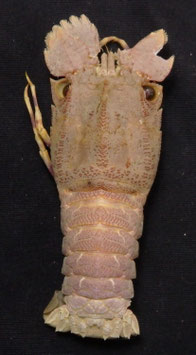 Scyllarides latus  74.2mm F+++